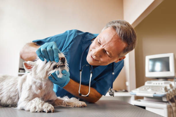 Best Emergency Tooth Extraction in Swissvale, PA